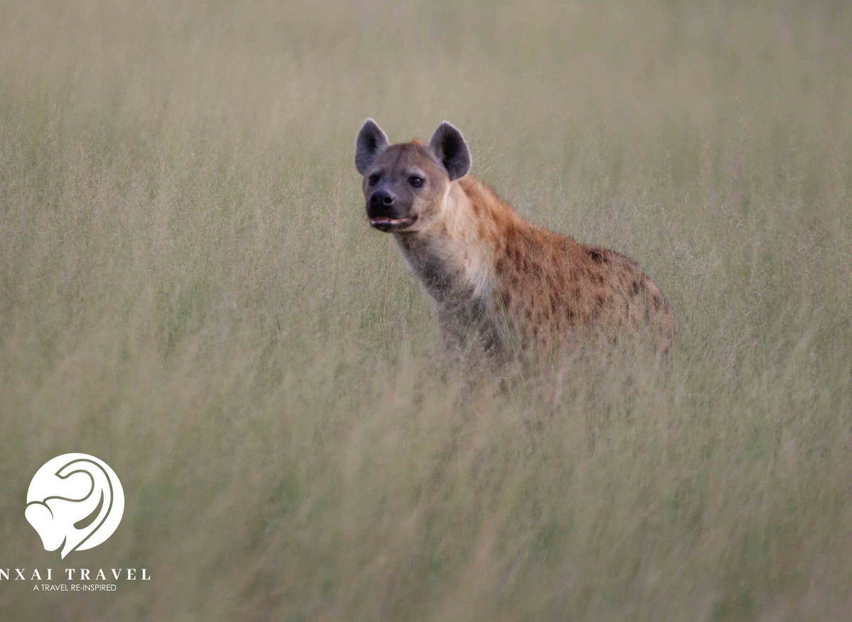 Spotted Hyena