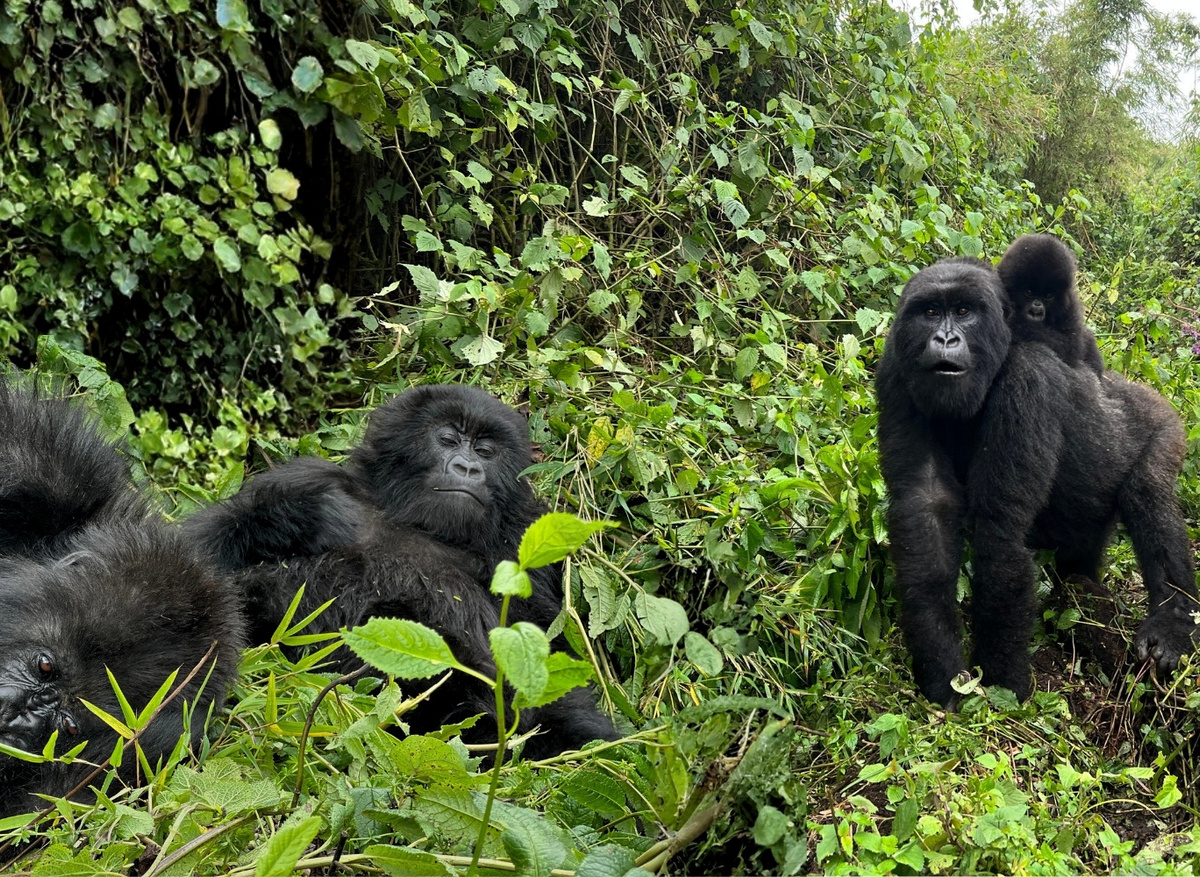 GORILLAS IN THE MIST