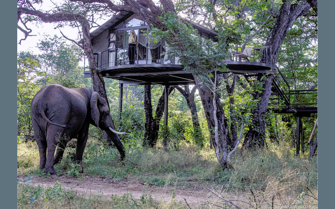Elephant+at+Tum+Tum+Treehouse.png