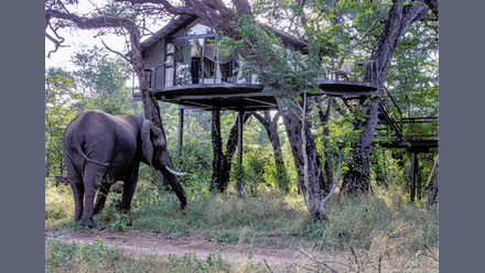 Elephant+at+Tum+Tum+Treehouse.png