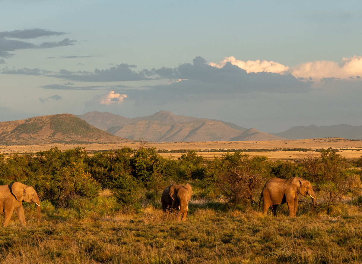 Elephant herd at Samara