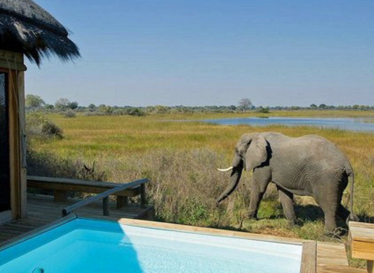 Discover Africa - Luxury safari at Vumbura Plains Camp, Botswana