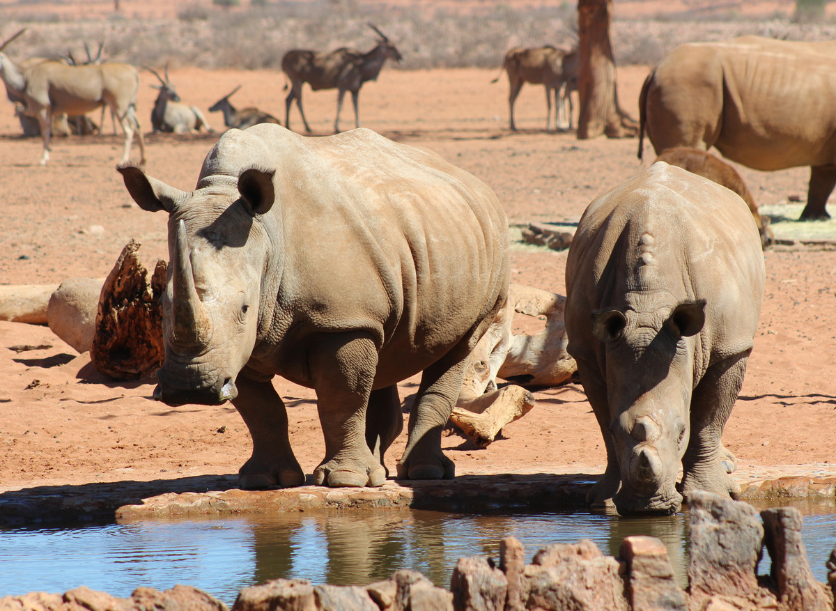 Rhinos at the waterhole