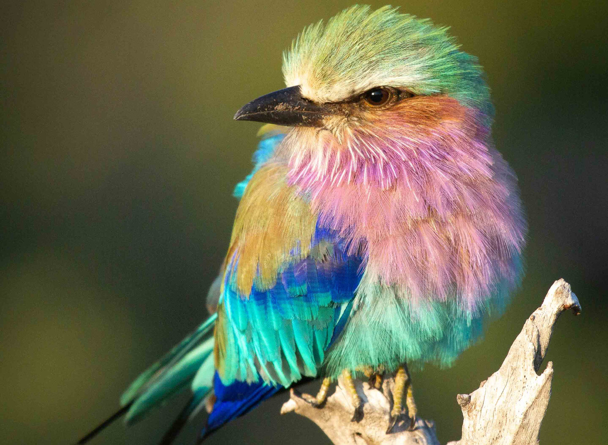 Lilac Breasted Roller