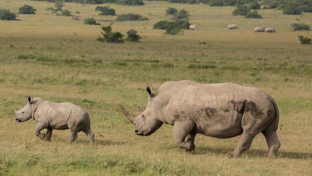 Borana webianr Rhino.jpg