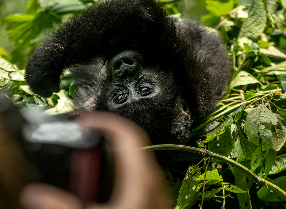 Gorilla Trekking