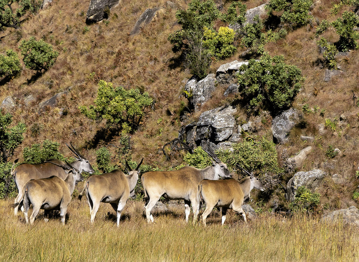 Northern Drakensberg Nature Reserver - Eland