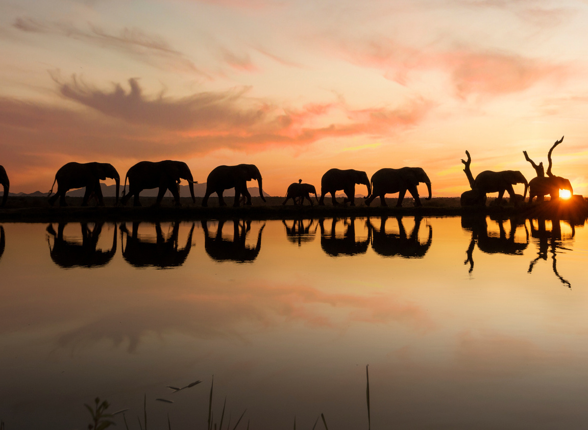 Elephants Sunset Walk.jpg
