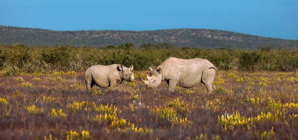 Etosha+Heights+-+Black+Rhino.jpg