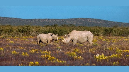 Etosha+Heights+-+Black+Rhino.jpg