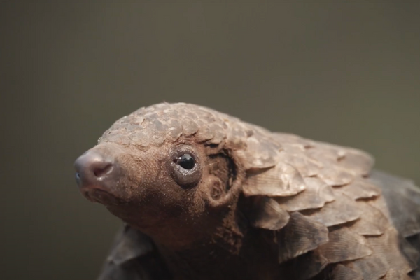 Beyond+The+Safari+-+Walking+with+Pangolins+2.png