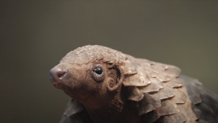 Beyond+The+Safari+-+Walking+with+Pangolins+2.png