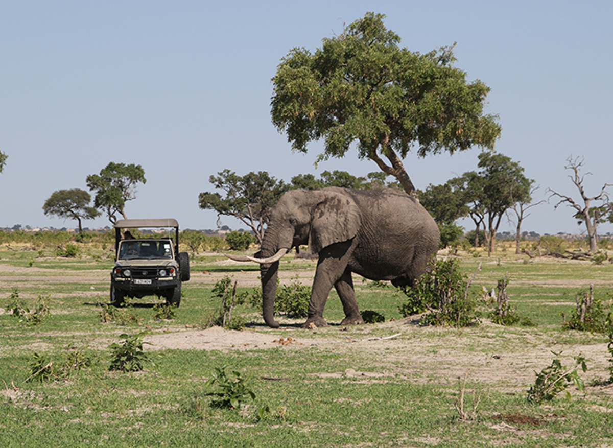 Savuti 1 - JS Dec 16.JPG