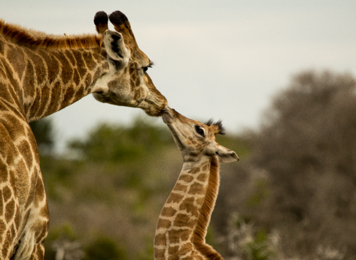 Giraffe Kiss.png