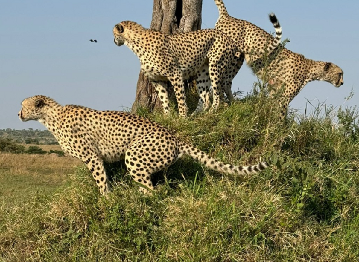 CHEETAH IN TANZANIA.png