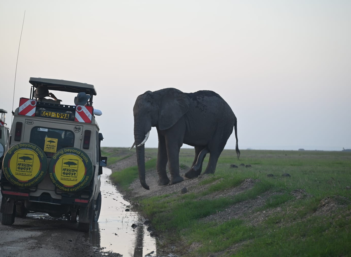 Aqs Cruiser with Elephant.jpg