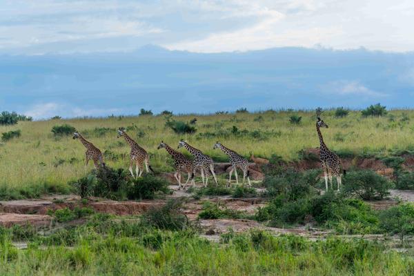 Giraffes+in+Murchison+Falls+National+Park_11zon.jpg