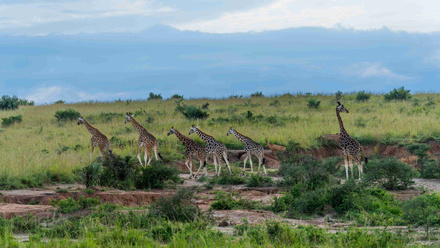 Giraffes+in+Murchison+Falls+National+Park_11zon.jpg