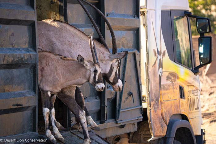 Wildlife+relocation+4.jpeg