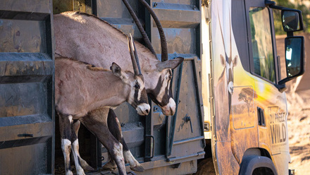 Wildlife+relocation+4.jpeg