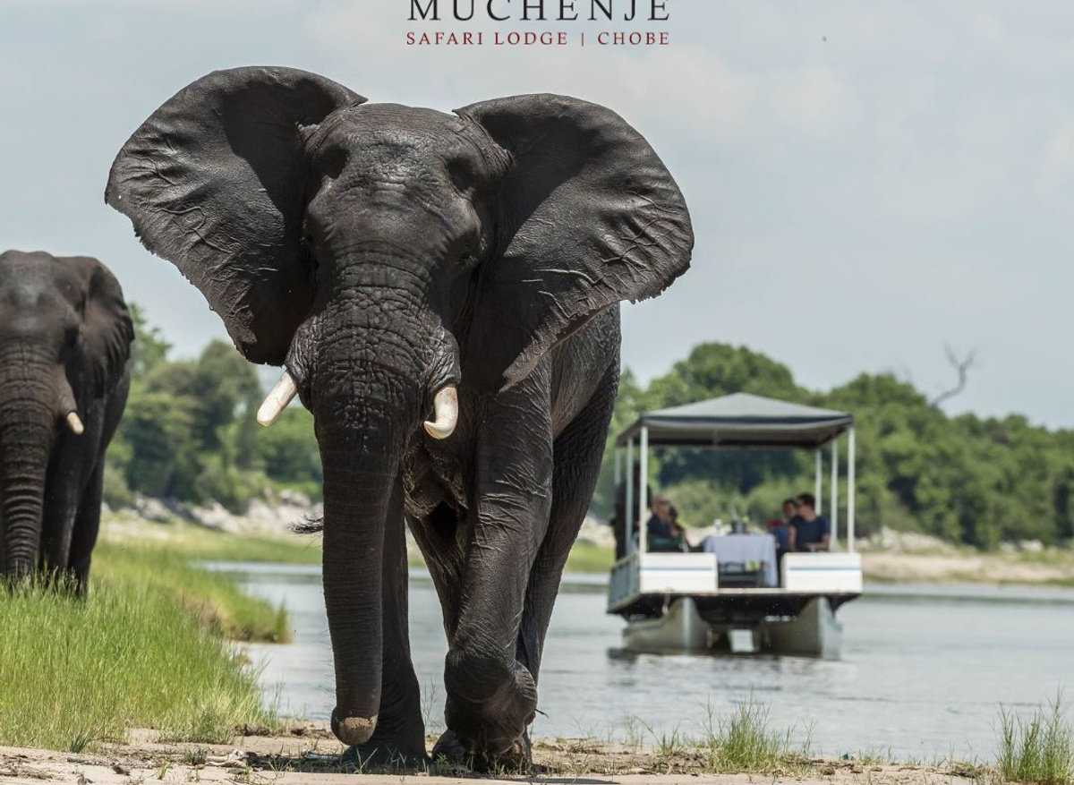 Muchenje Safari Lodge - Western Chobe