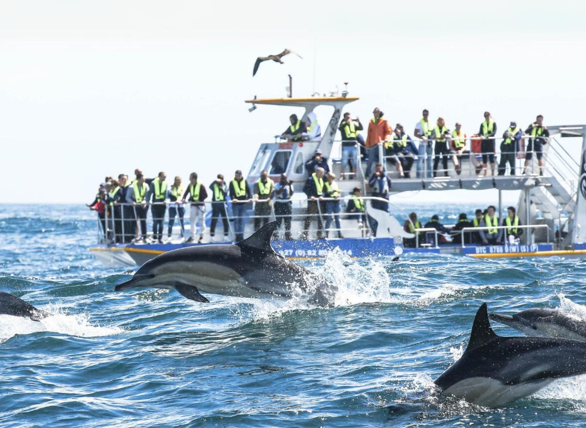 Common Dolphins Racing the Waves