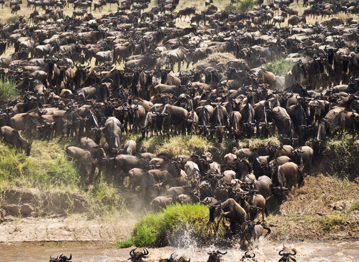 Great migration river crossing