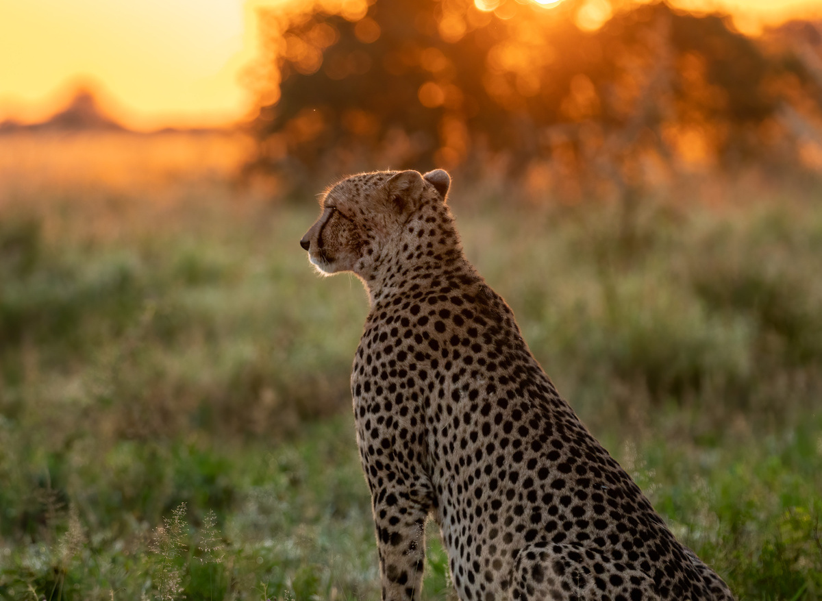 Cheetah - Frank Steenhuisen Botswana