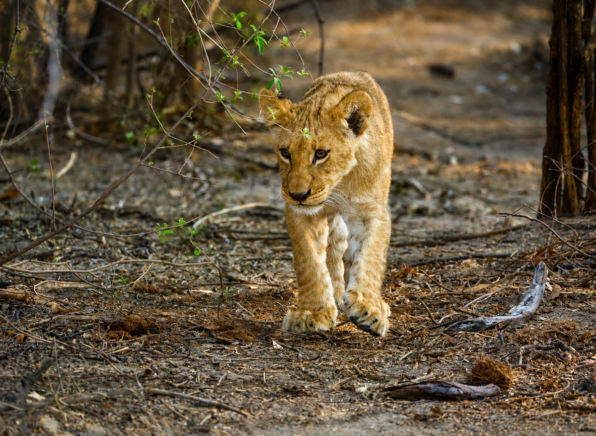 Lion Cub