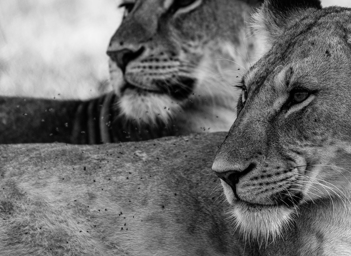 Safari Series_pc Jack Godwin_01.jpg
