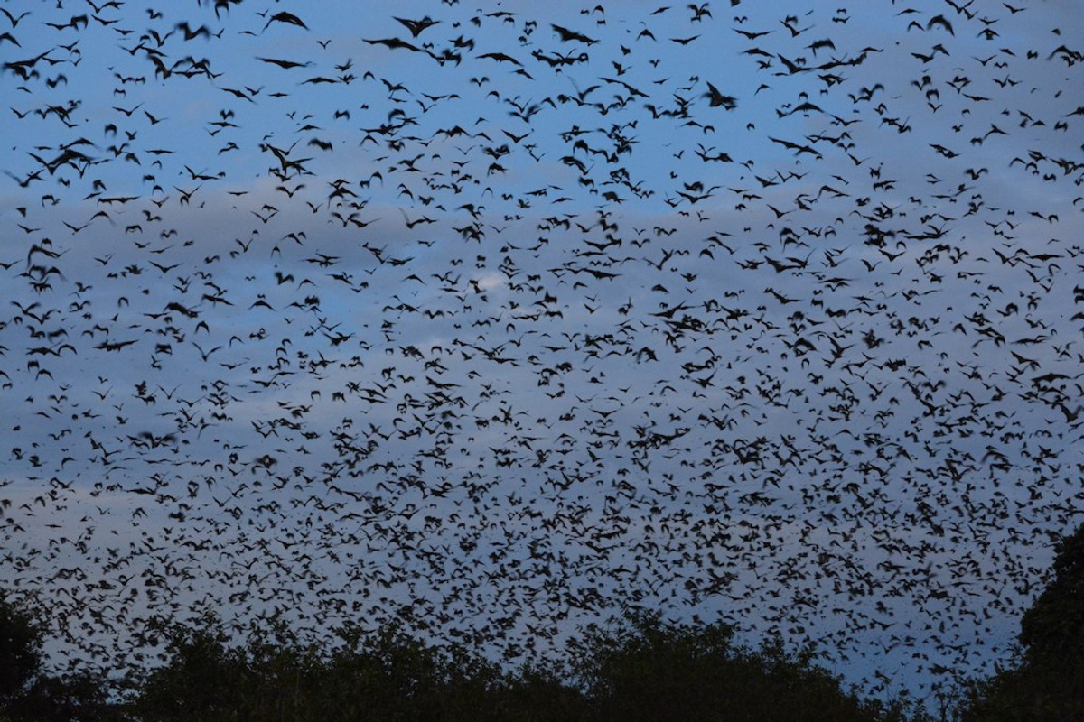 Kasanka Bat Forest.jpeg 1