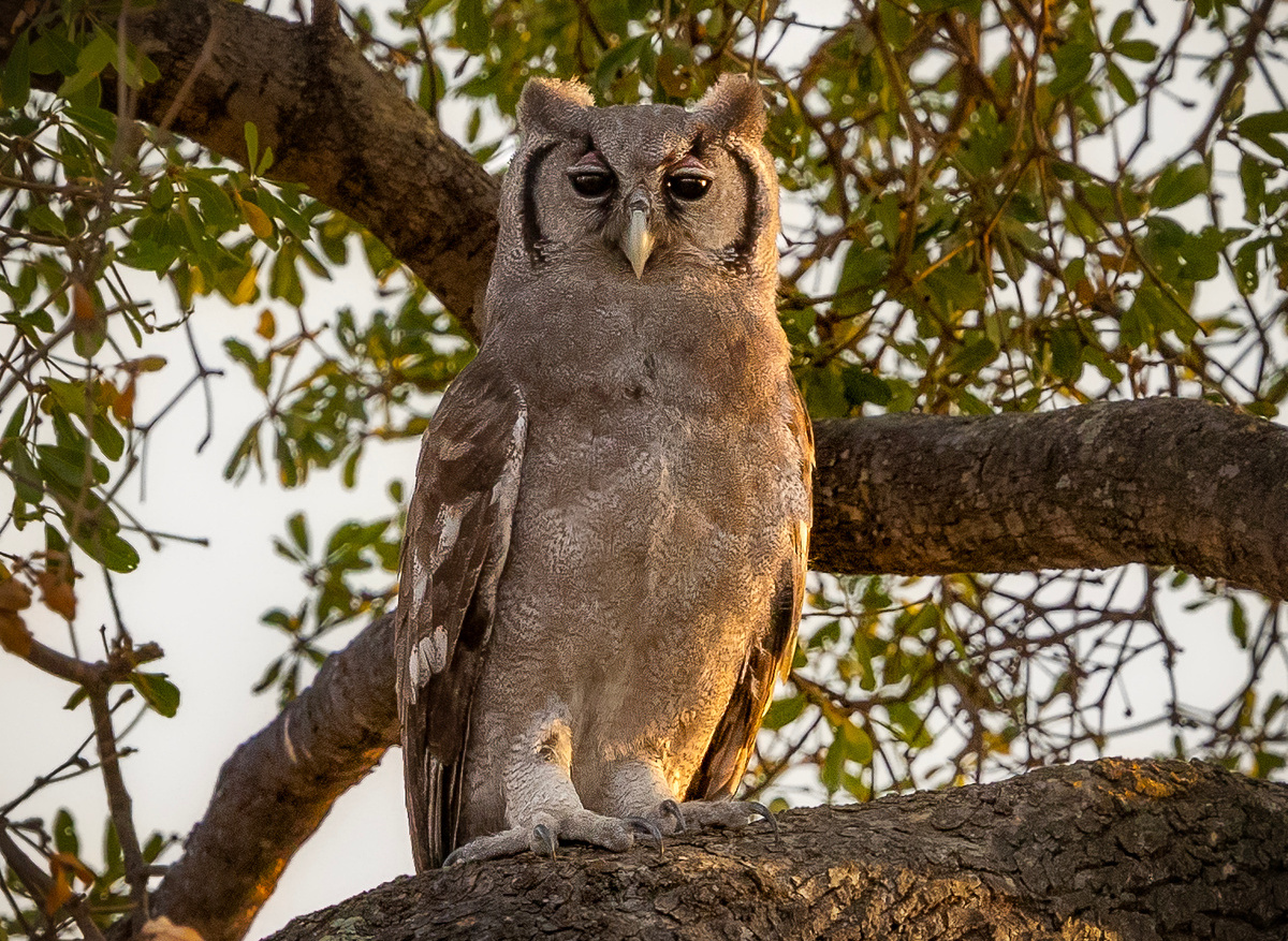 Verreaux's eagle-owl (Ketupa lactea) - Hwange, Zimbabwe