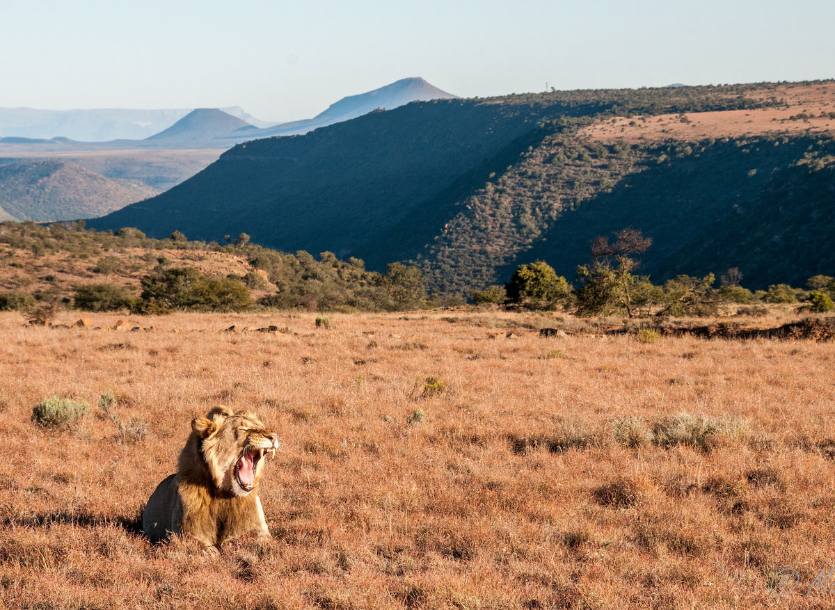 Lion on the Samara grasslands