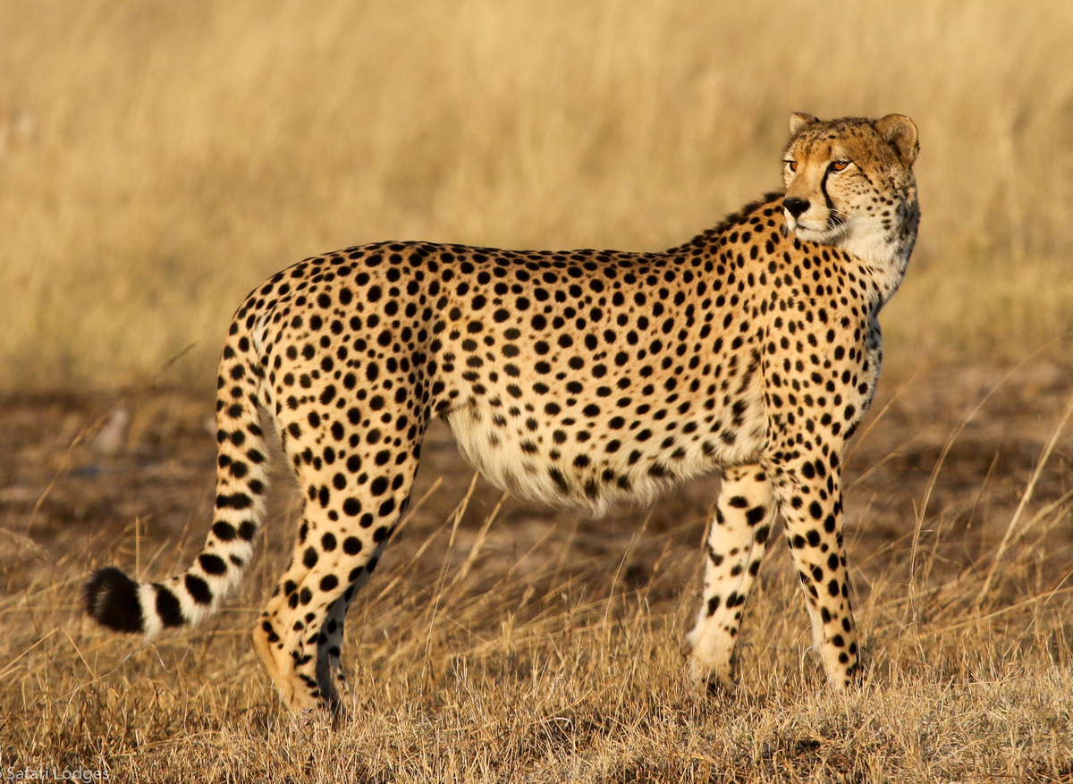 Cheetah on the Bomani Concession