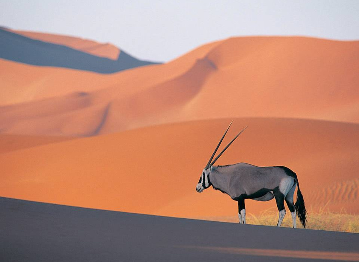 Oryx