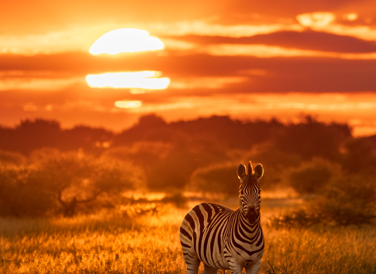 botswana-nxai-pan-national-park-zebra-migration-frank-photographic-safaris.jpg