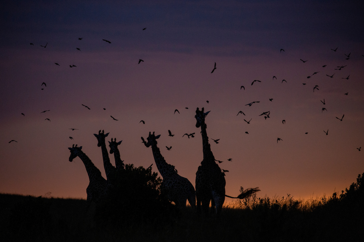 Masai+giraffes+with+oxpecker+birds+in+the+Mara+.jpg
