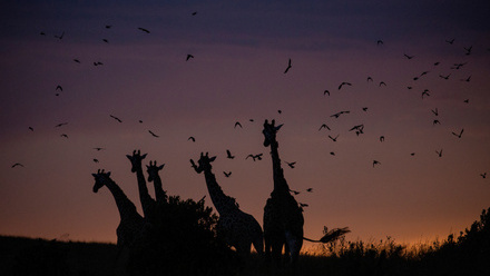 Masai+giraffes+with+oxpecker+birds+in+the+Mara+.jpg