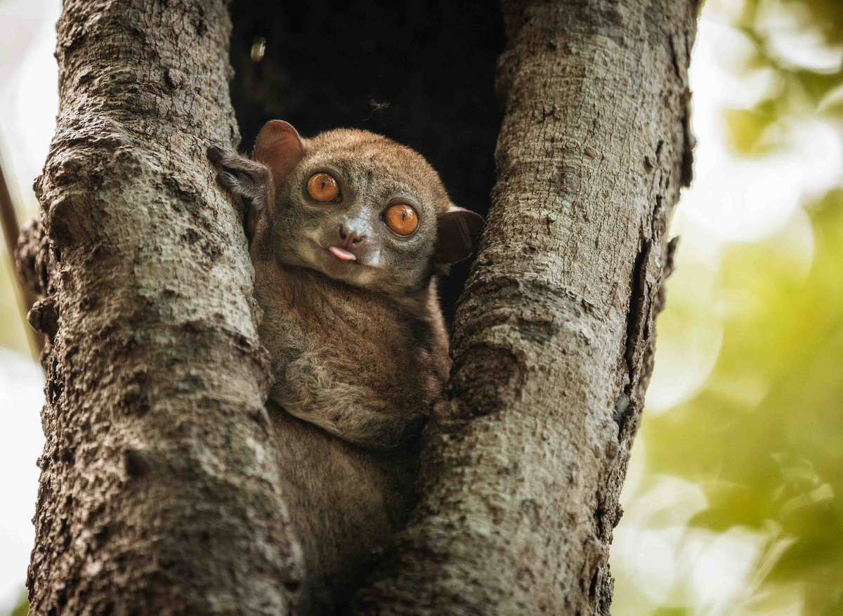 Miavana by Time + Tide - Lemur Trekking and Forest Advenures