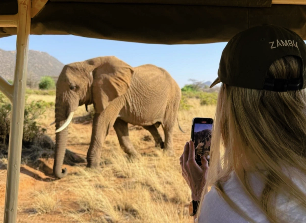 wild-elephant-watching-Zambia.png.webp