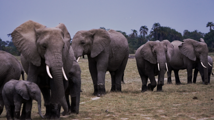 African Conservation Project.png