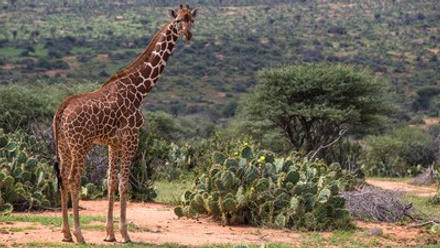 reticulated-giraffe.jpg