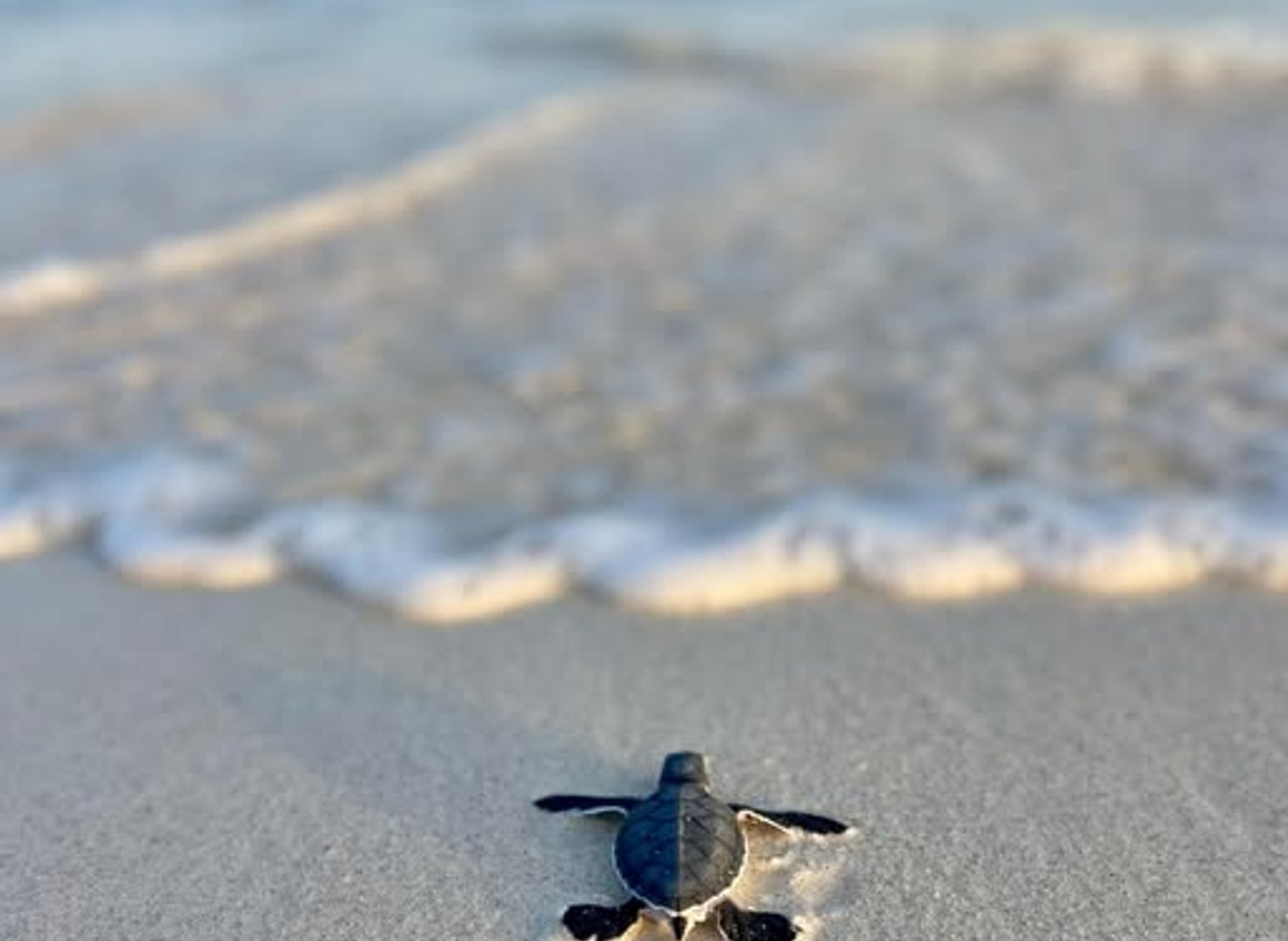 16Hatchling.jpg