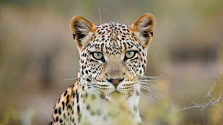 bigstock-Portrait-of-a-leopard-Panther-53268823.jpg