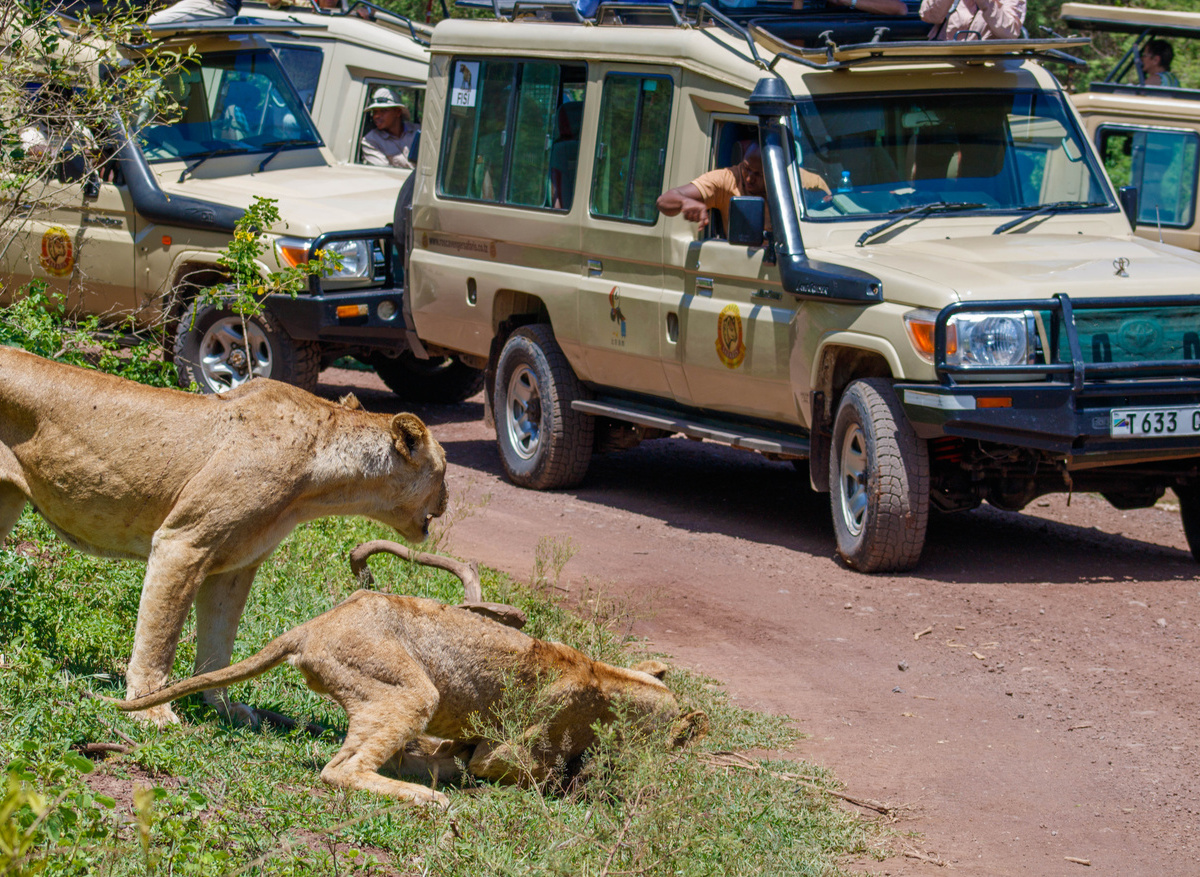 Lioness Hunting with Her Cub