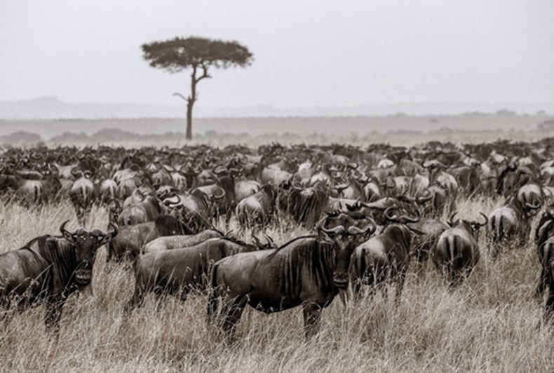 Resized - Masai Mara Image.jpg