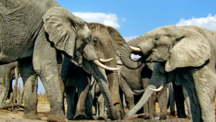 Elefants Natural
