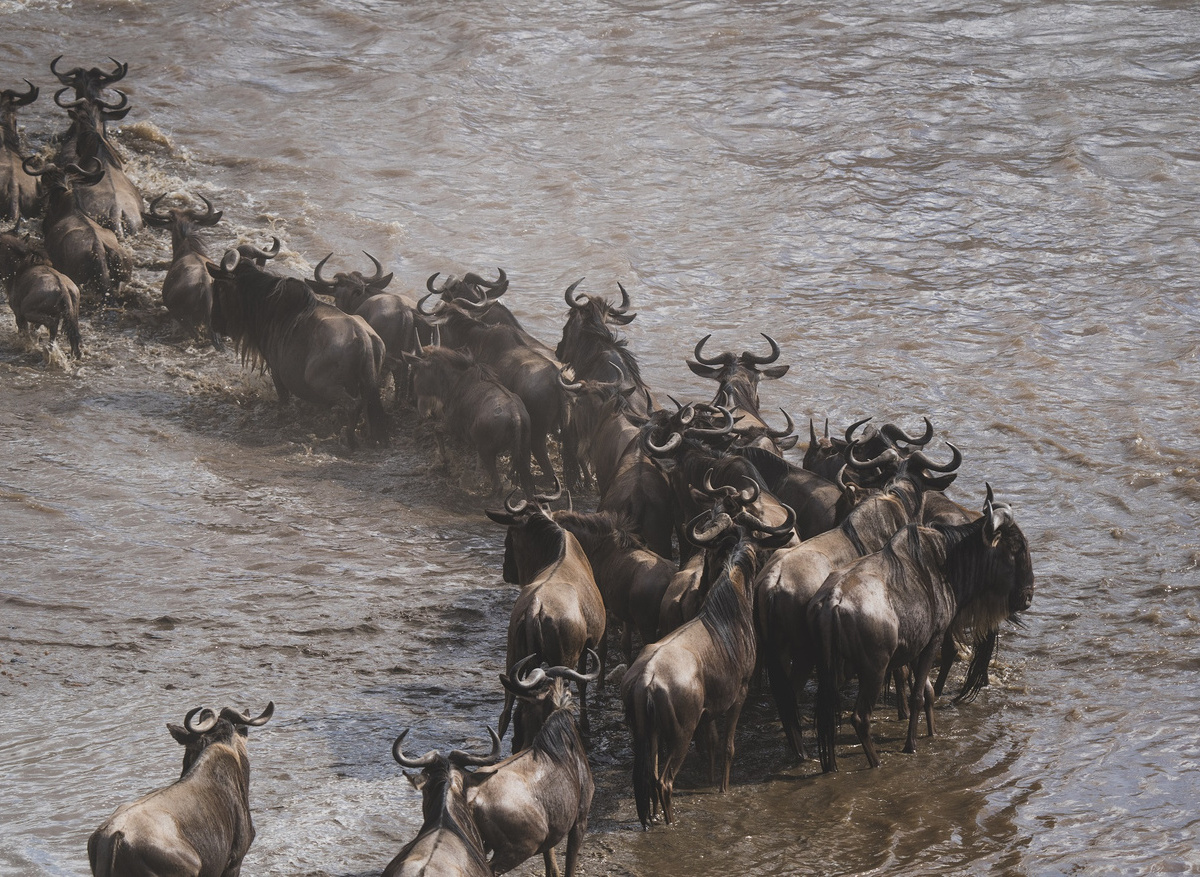 Wildebeest crossing