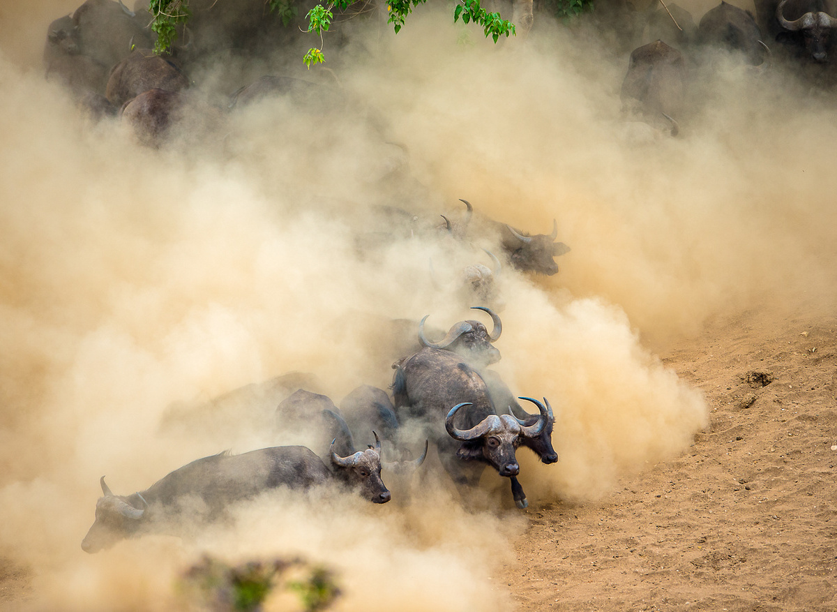 Buffalos Arrive at Chitake Springs Mana Pools