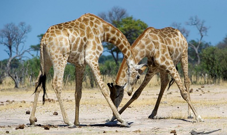 E703-giraffe-conservation-1.jpg
